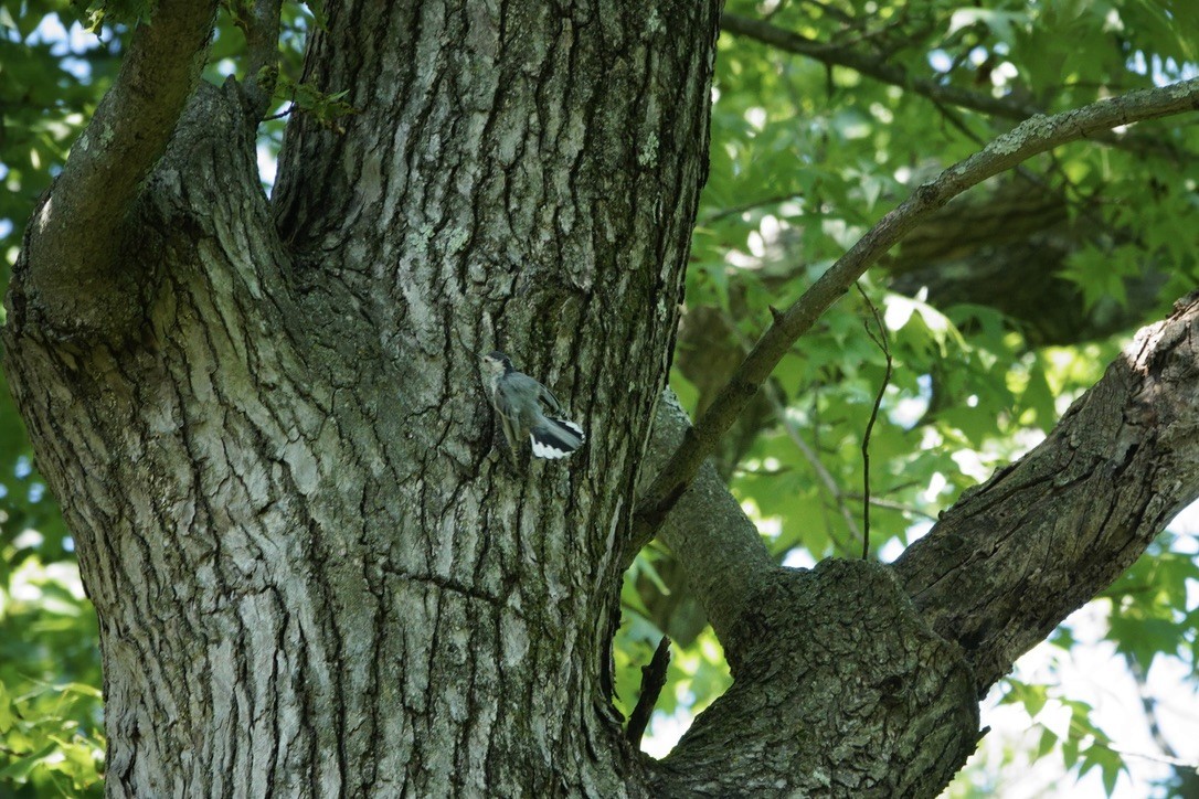 White-breasted Nuthatch - ML605091951