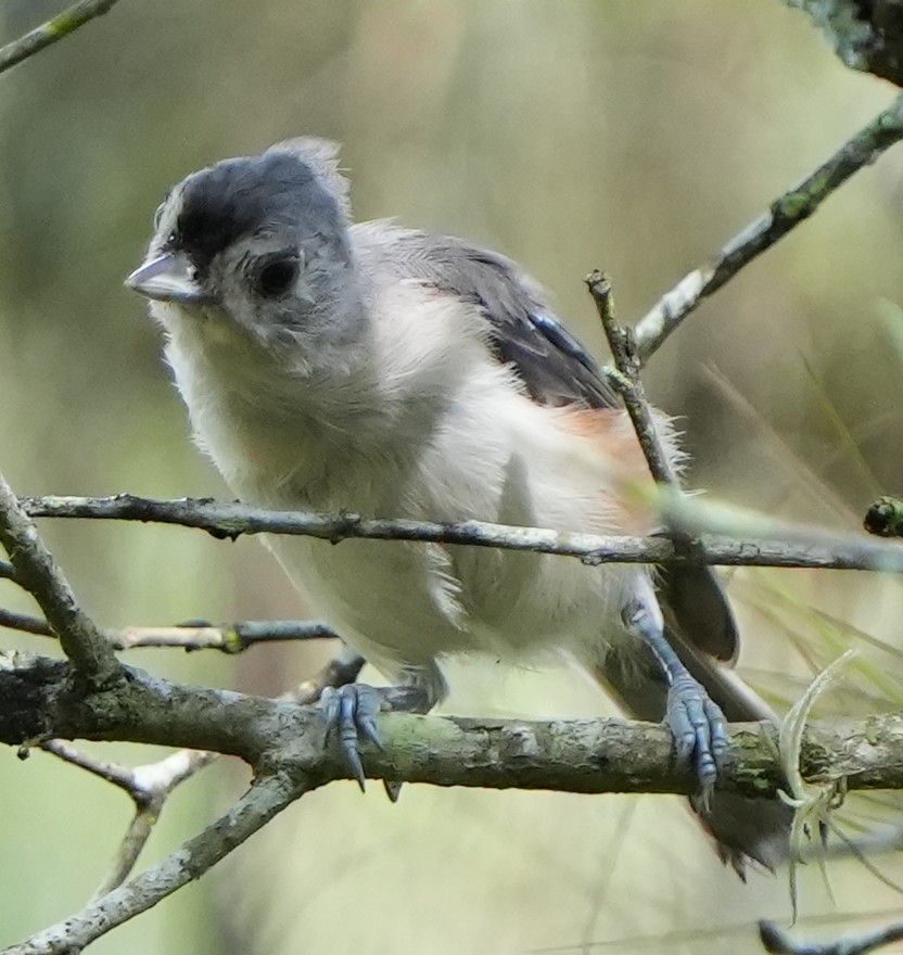Tufted Titmouse - ML605091961