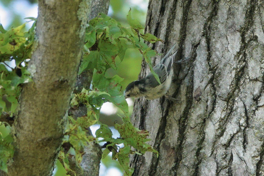 White-breasted Nuthatch - ML605091971