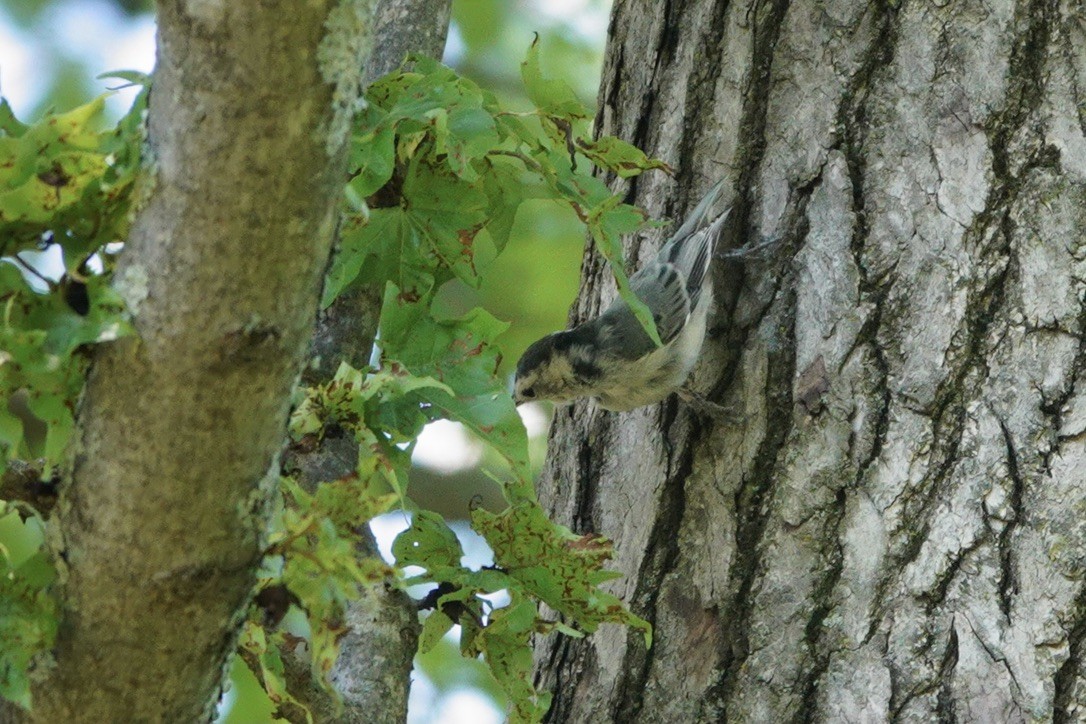 White-breasted Nuthatch - ML605091971