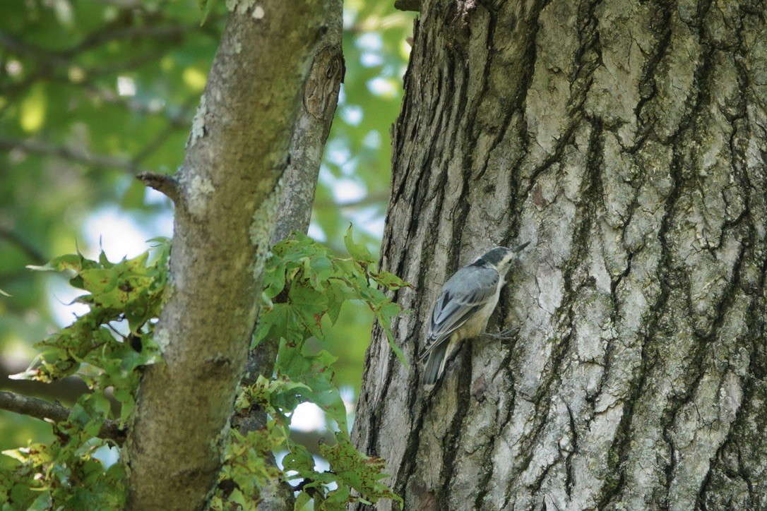 White-breasted Nuthatch - Anonymous