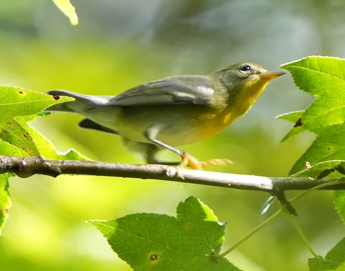 Northern Parula - ML605092191