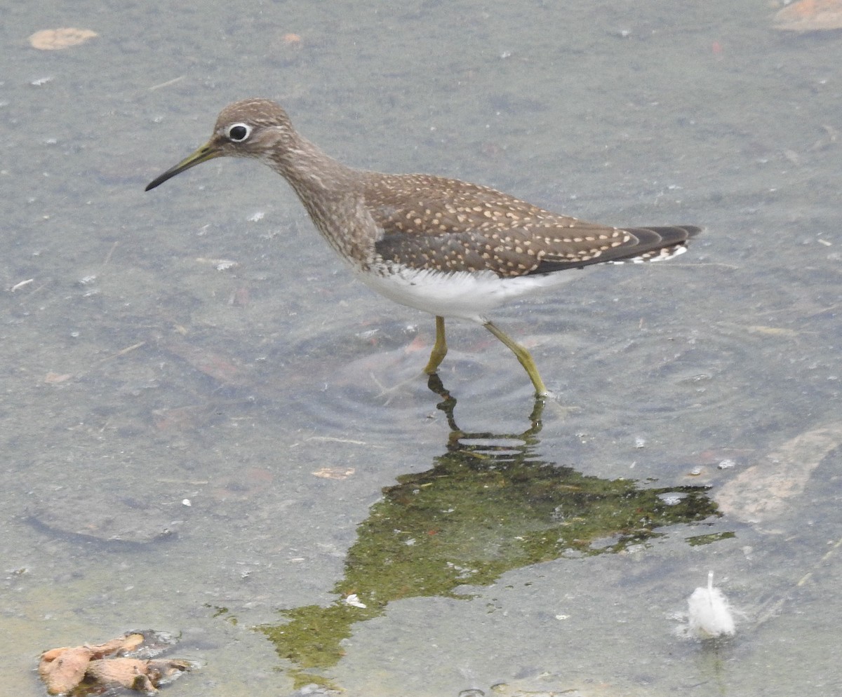 Solitary Sandpiper - ML605093081