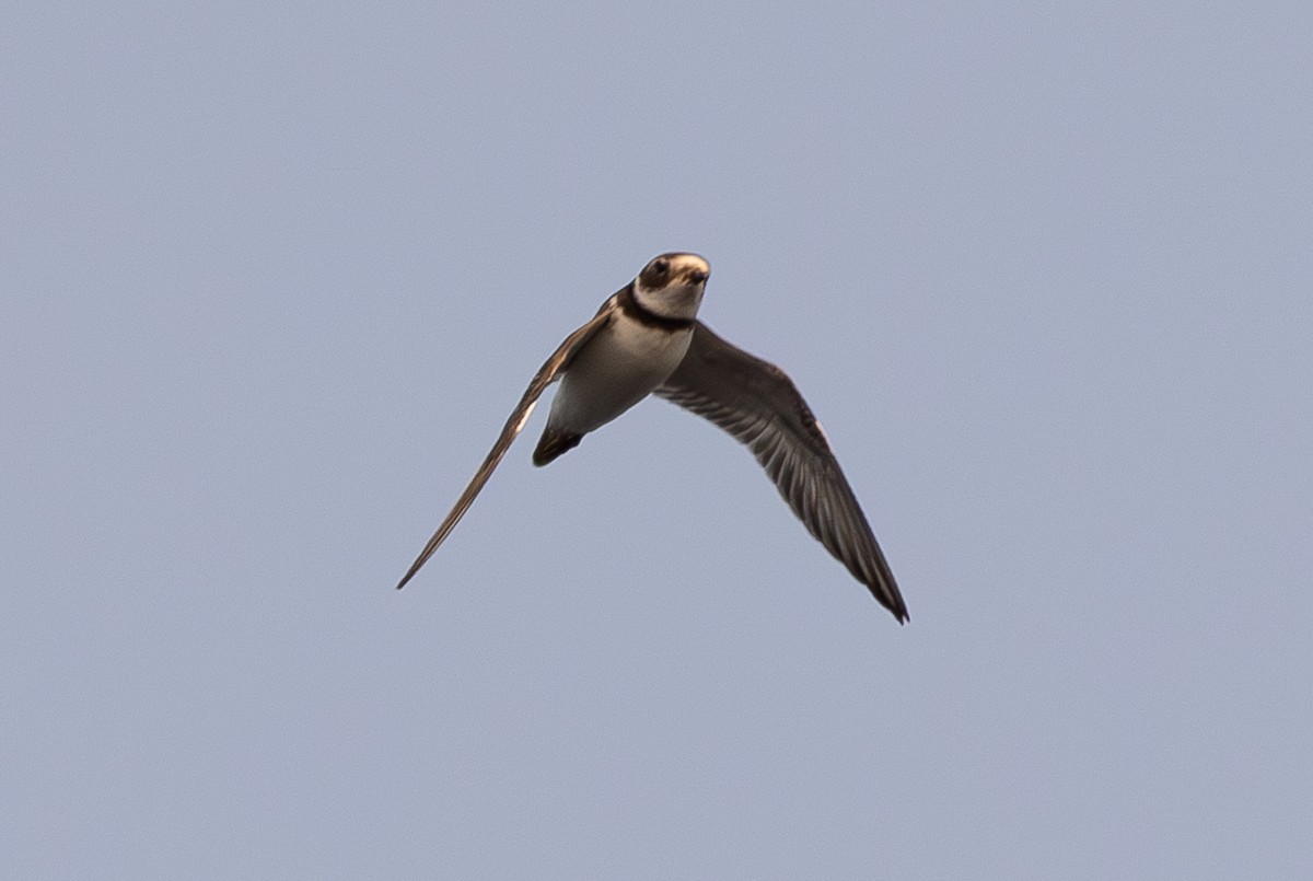 Semipalmated Plover - ML605093481