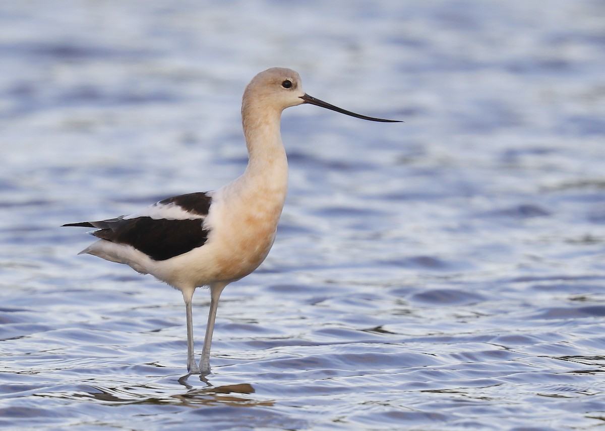 Avocette d'Amérique - ML605093931