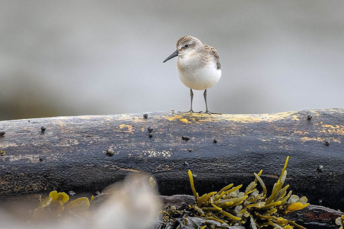 Semipalmated Sandpiper - ML605094621