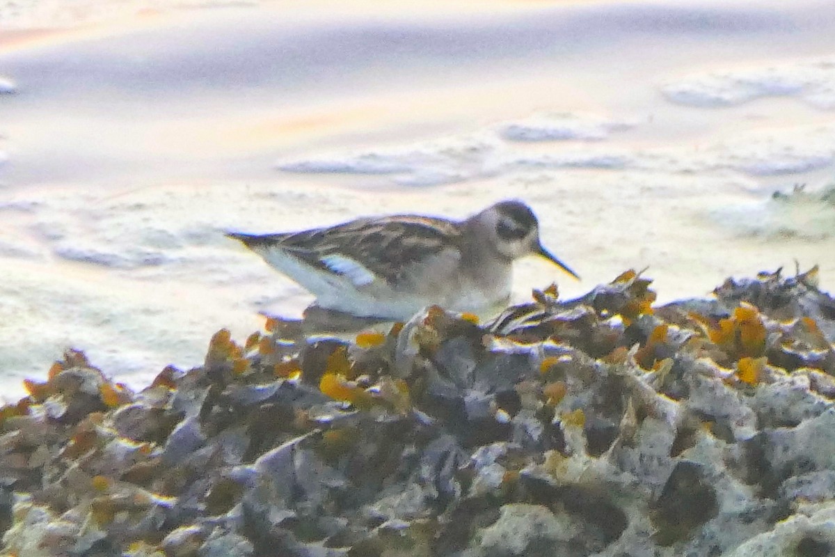 Red-necked Phalarope - ML605094751