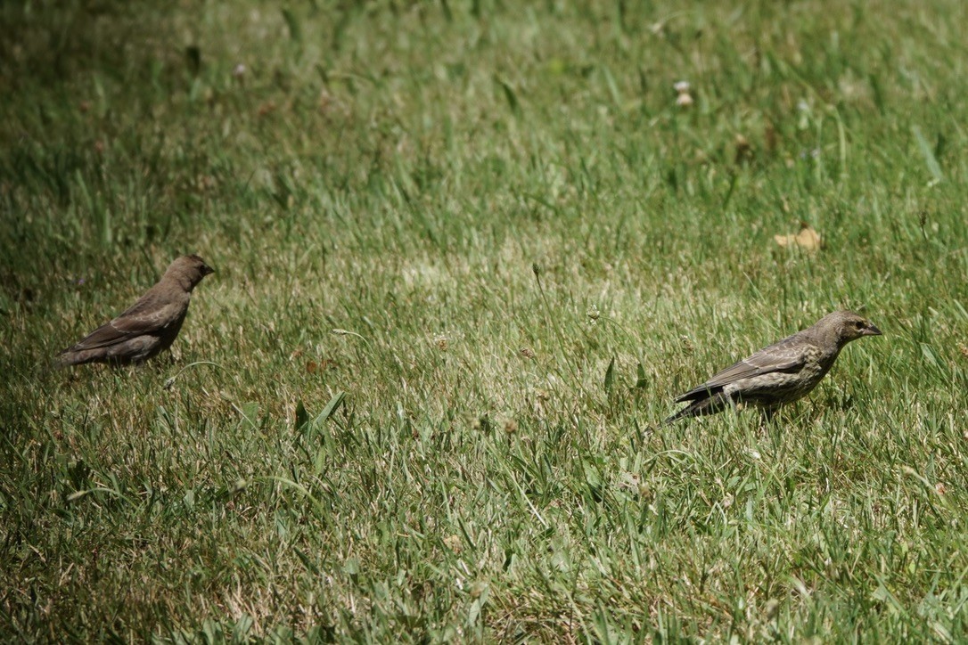 Brown-headed Cowbird - ML605094811