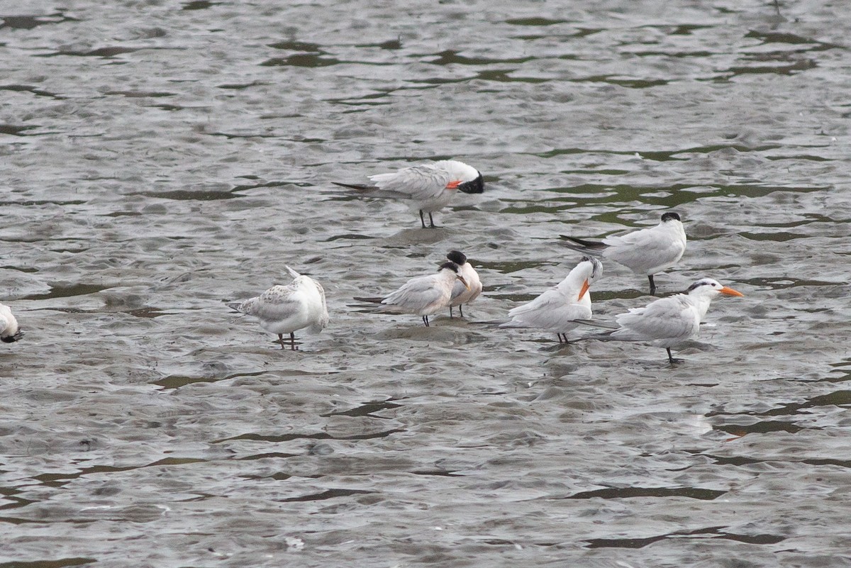 Sandwich x Elegant Tern (hybrid) - ML605095101