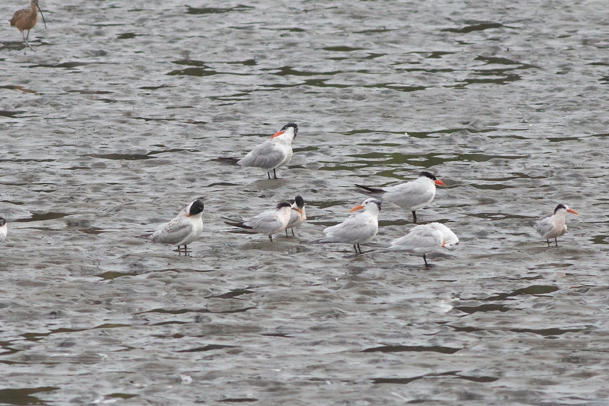 Sandwich x Elegant Tern (hybrid) - ML605095131