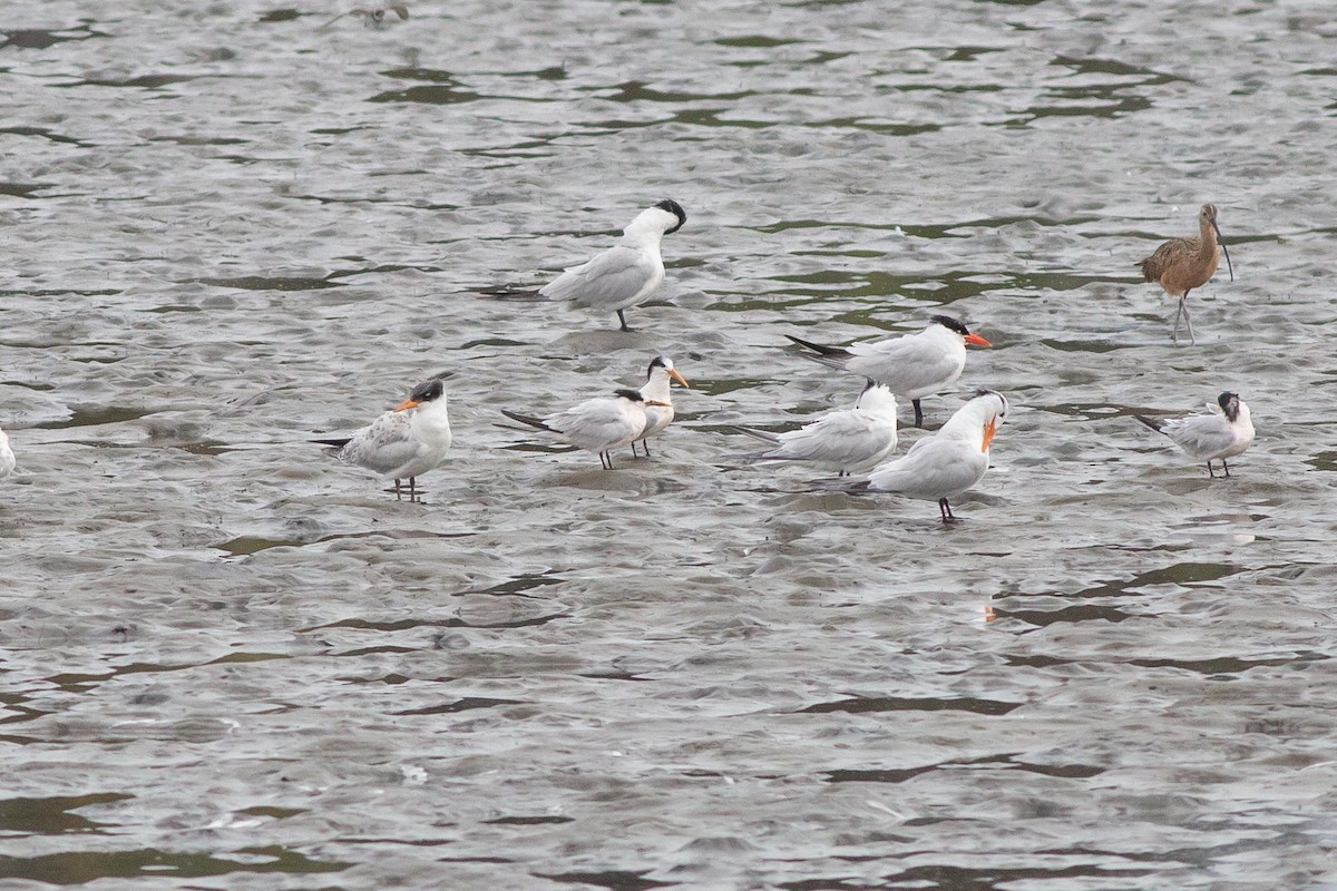 Sandwich x Elegant Tern (hybrid) - ML605095151