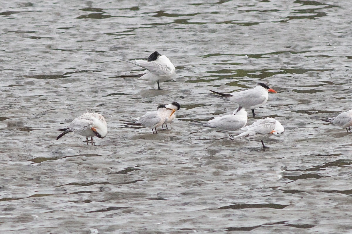 Sandwich x Elegant Tern (hybrid) - ML605095171