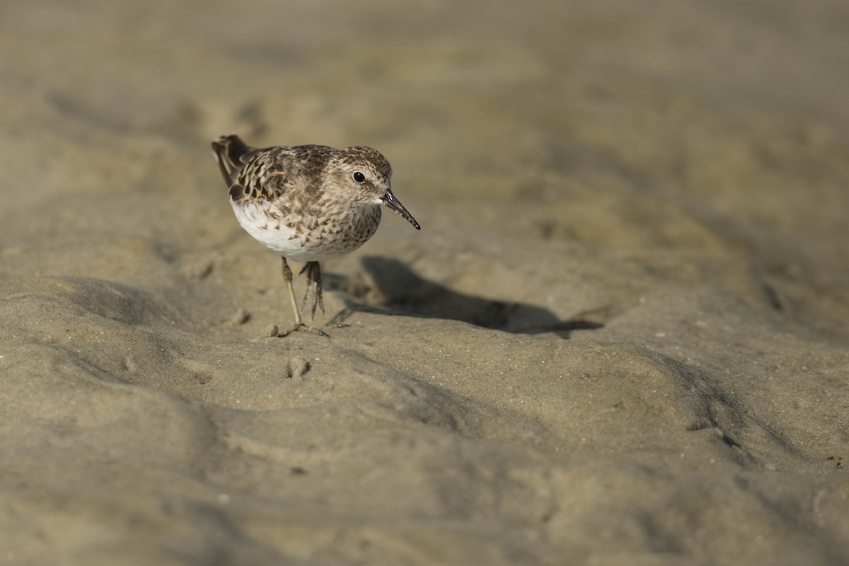 Least Sandpiper - Megan Kasprzak