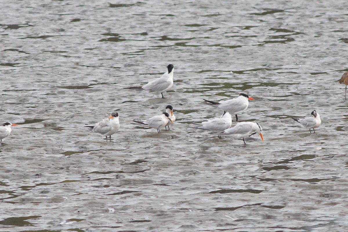 Sandwich x Elegant Tern (hybrid) - ML605095241