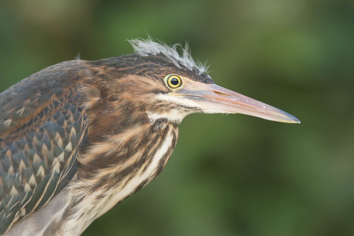 Green Heron - ML605095371