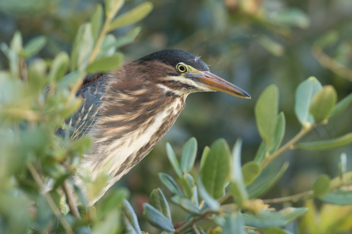 Green Heron - ML605095381