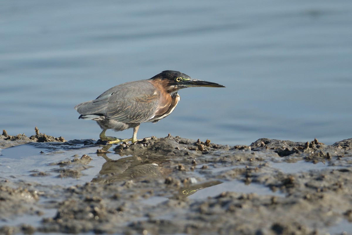 Green Heron - ML605095391