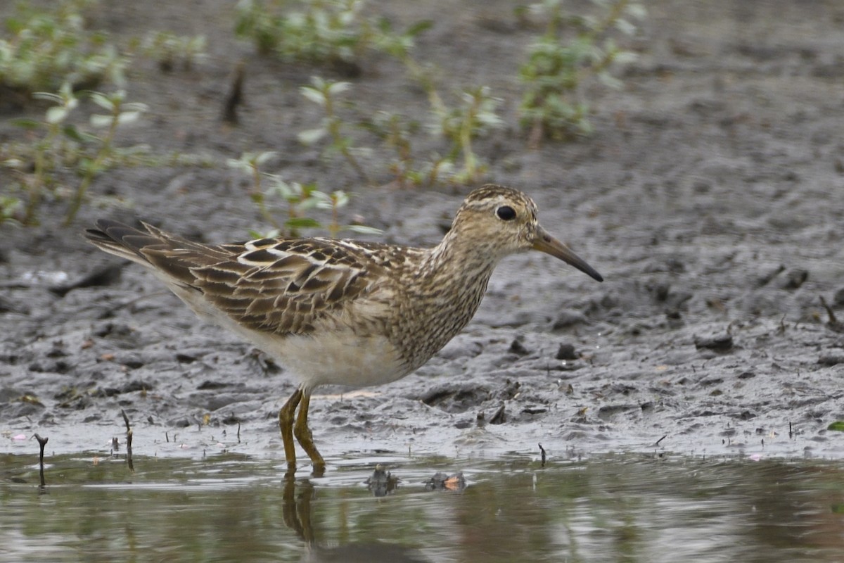 Pectoral Sandpiper - Pat McGrane