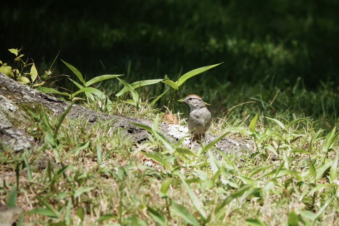 Chipping Sparrow - ML605095881