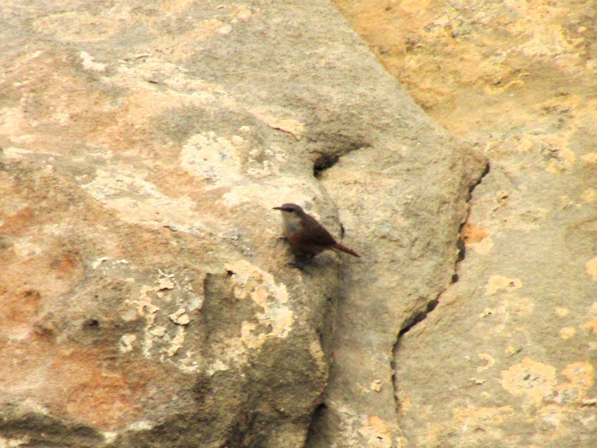 Canyon Wren - Sean Christensen