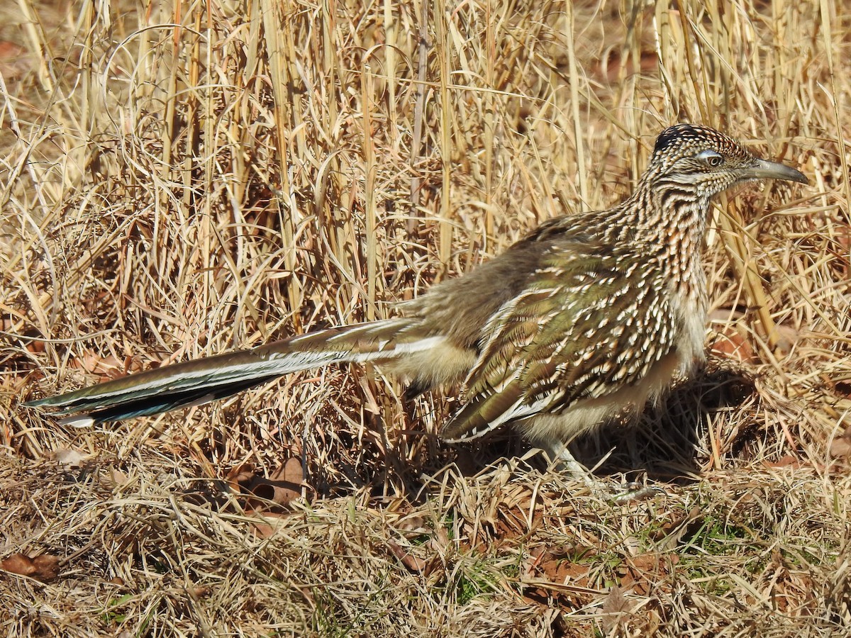 Greater Roadrunner - ML605096461
