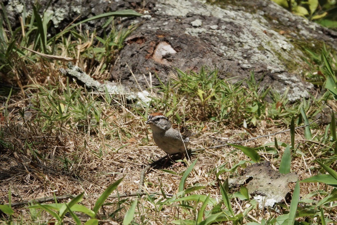 Chipping Sparrow - ML605096621