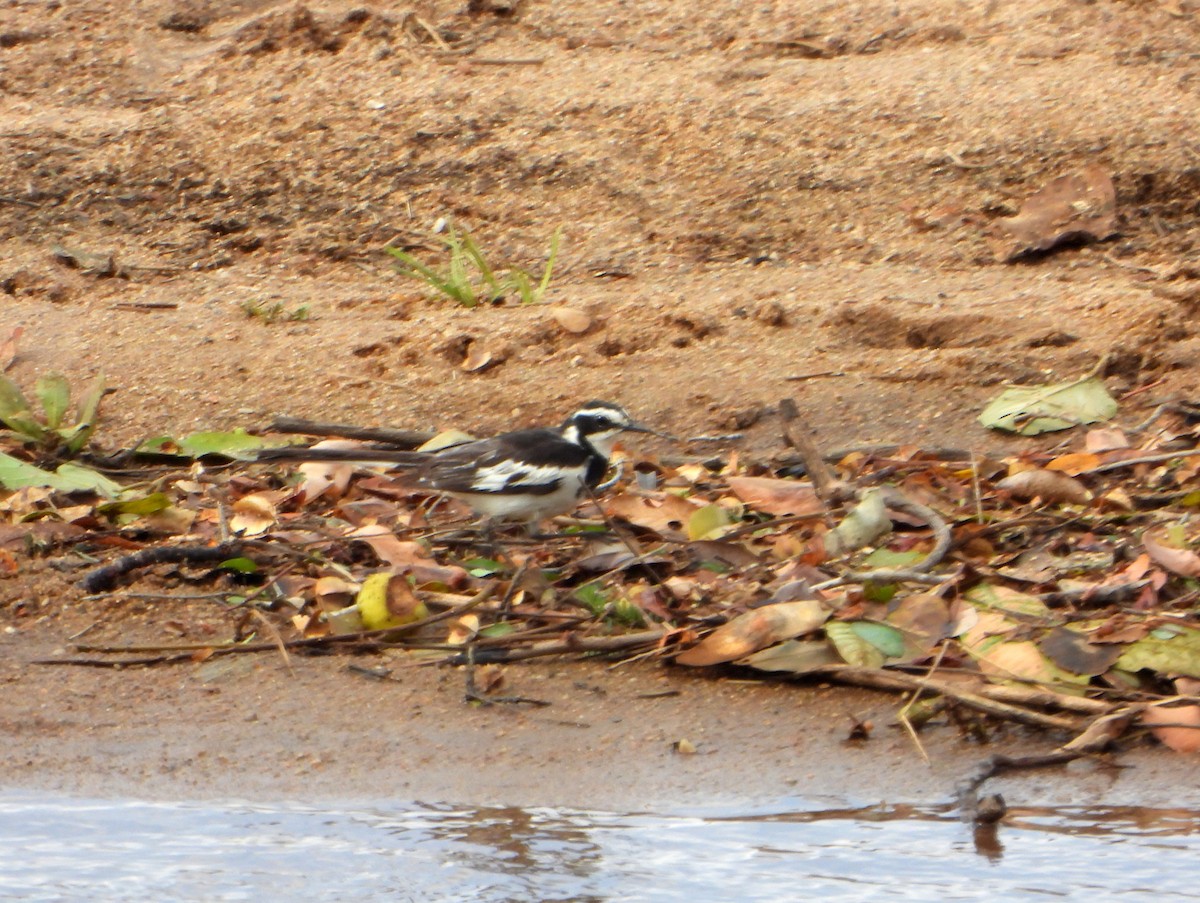 African Pied Wagtail - ML605096831