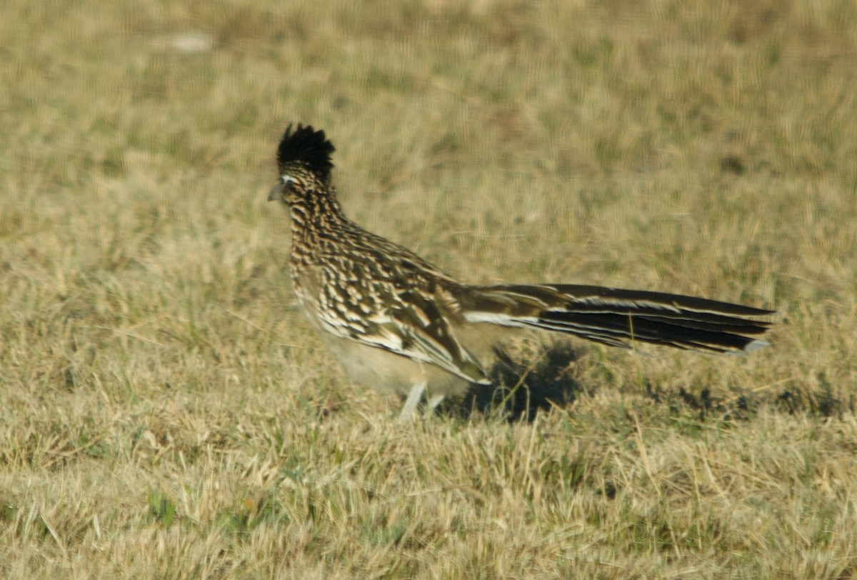 Greater Roadrunner - ML605096841