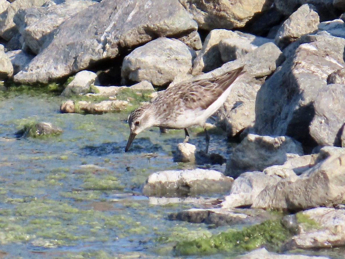 White-rumped Sandpiper - ML605096931