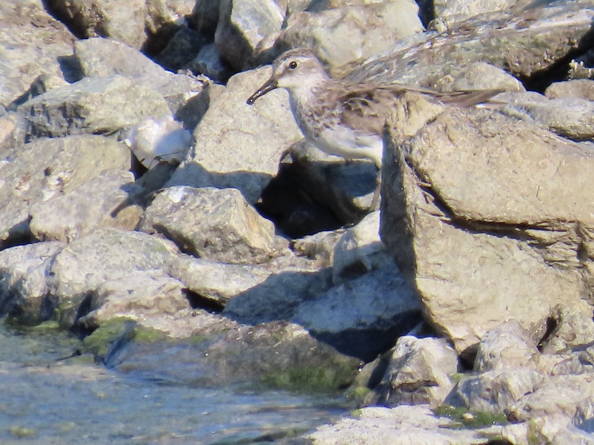 White-rumped Sandpiper - ML605096941