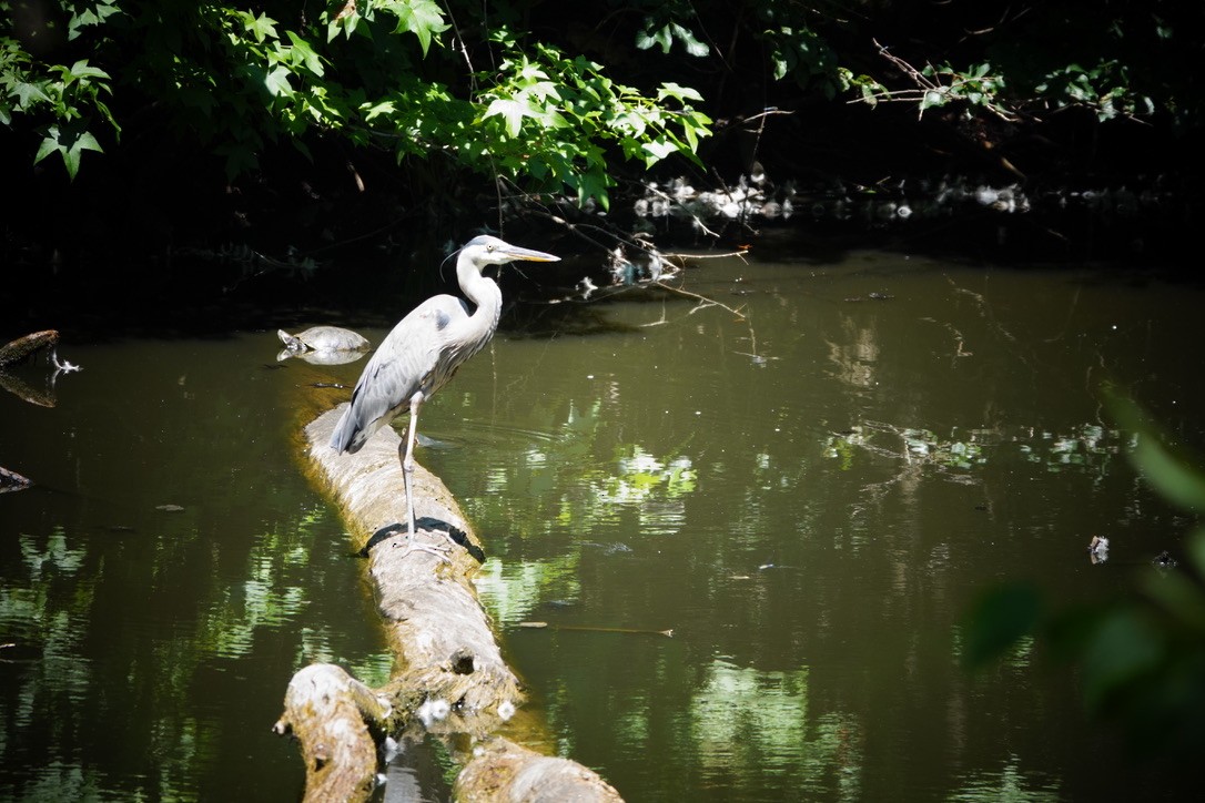 Great Blue Heron - ML605097411