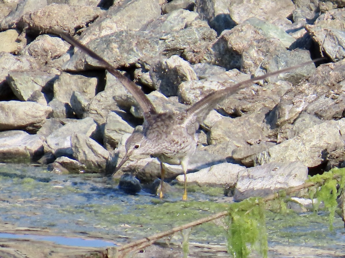 Greater Yellowlegs - ML605097571