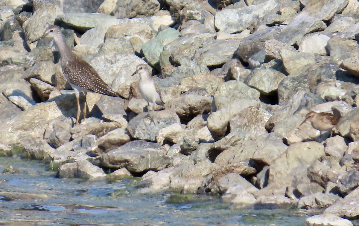 Greater Yellowlegs - ML605097581