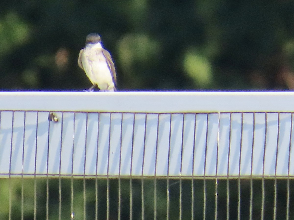 Eastern Kingbird - ML605097681