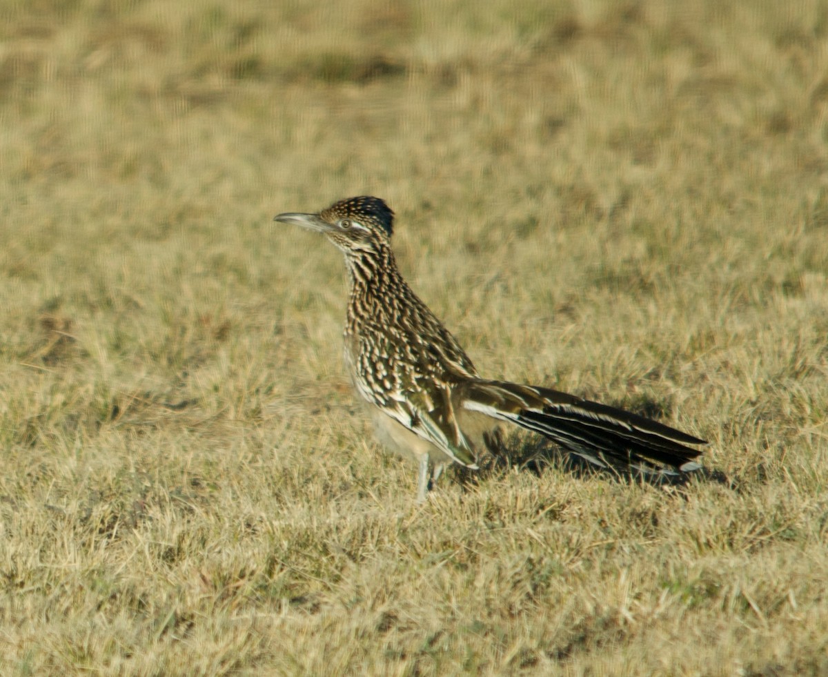 Greater Roadrunner - ML605097691