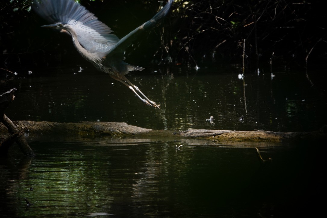 Great Blue Heron - ML605098241