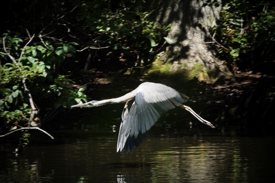 Great Blue Heron - ML605098251