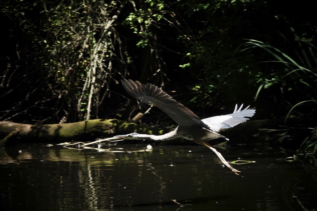 Great Blue Heron - ML605098261