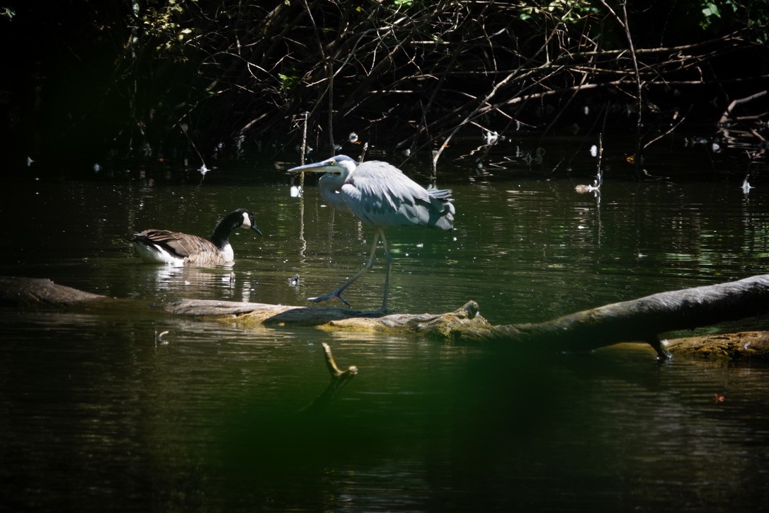 Great Blue Heron - ML605098921