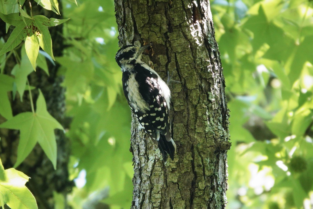 Hairy Woodpecker - ML605099691