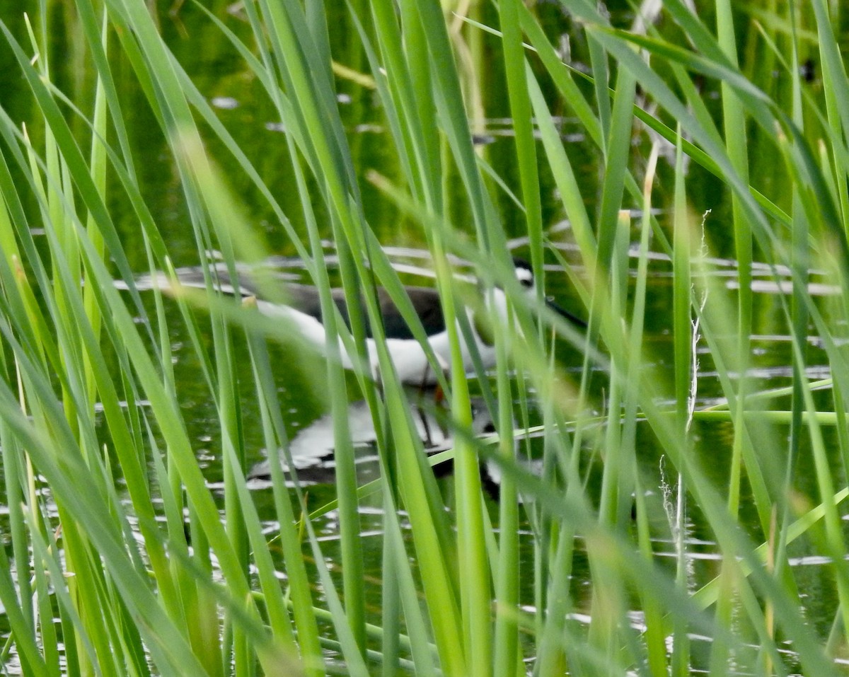 Black-necked Stilt - ML605099861