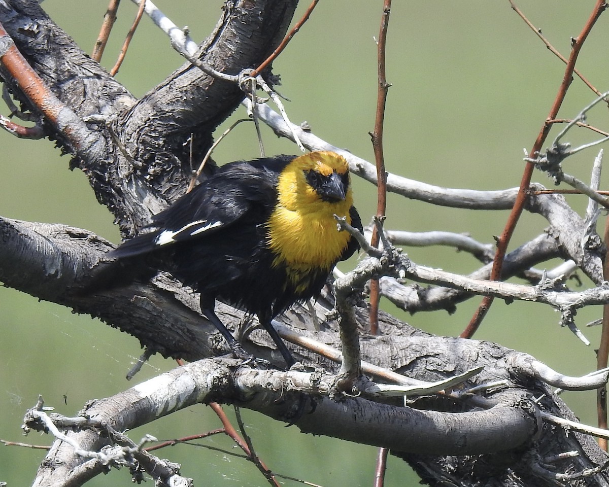 Yellow-headed Blackbird - ML605099891