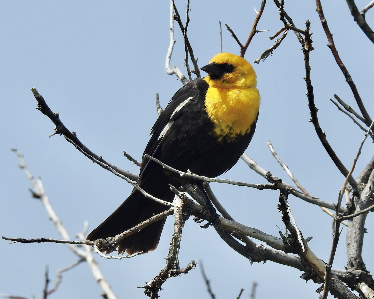 Yellow-headed Blackbird - ML605099961