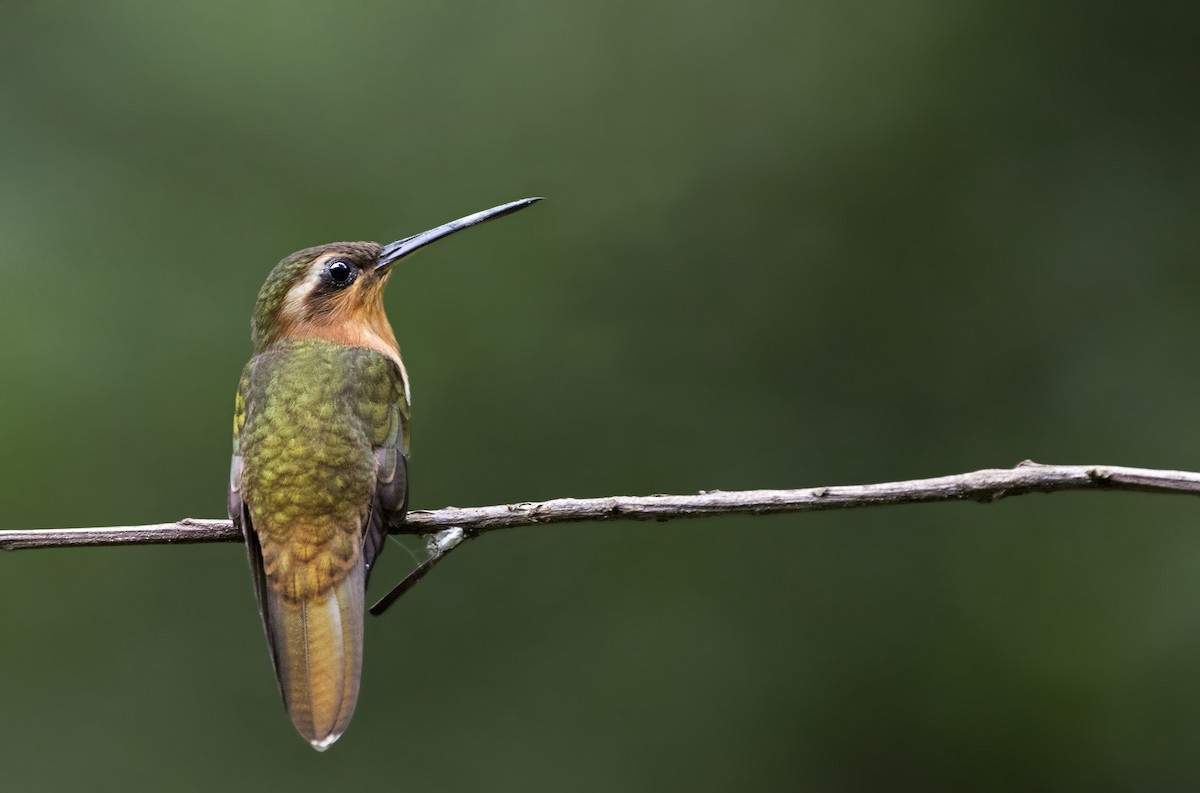 Hook-billed Hermit - ML60510021