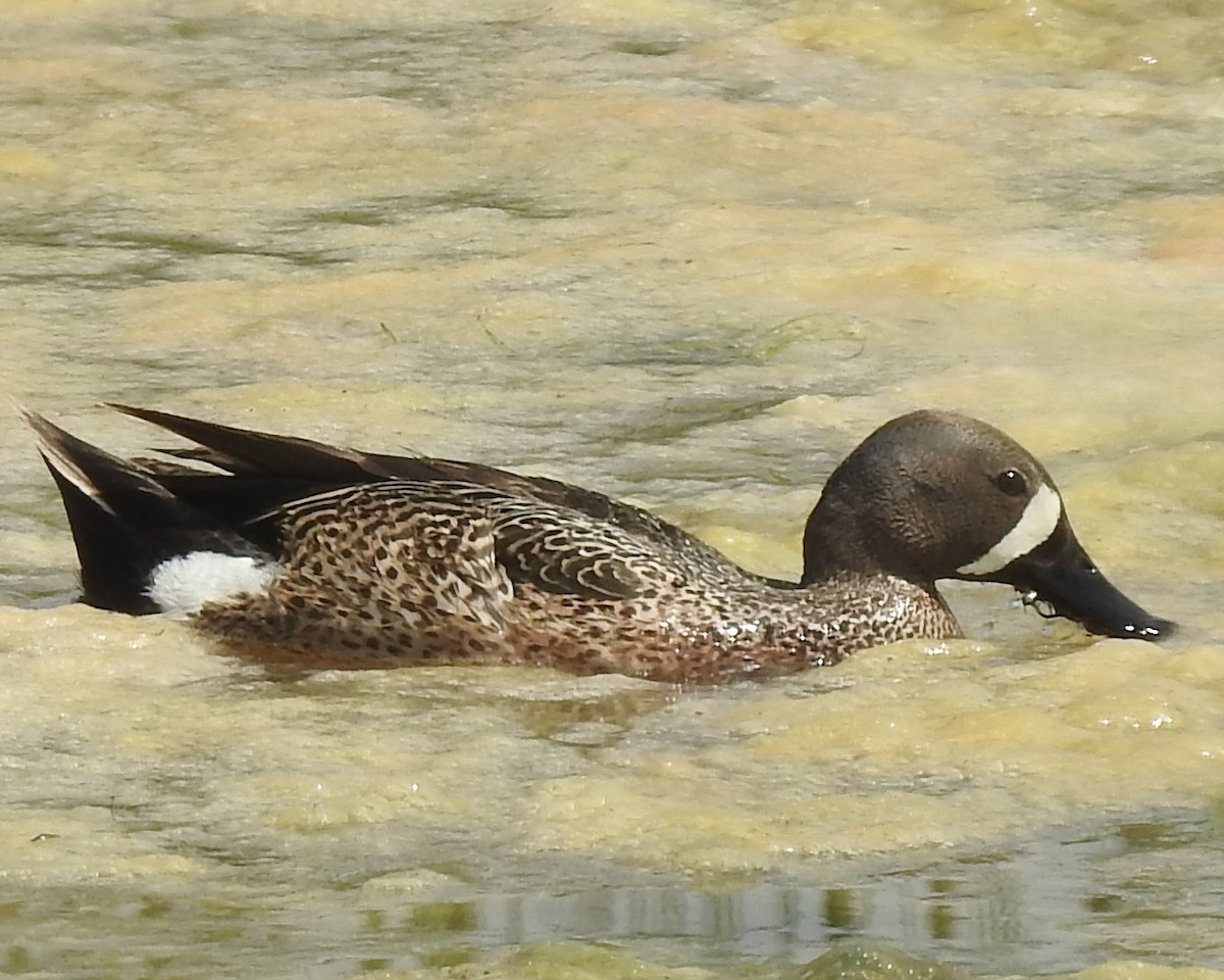 Blue-winged Teal - ML605100281