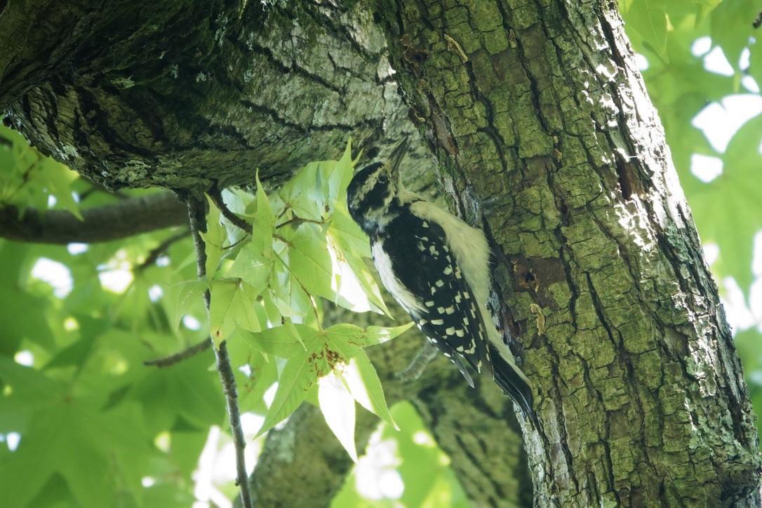 Hairy Woodpecker - ML605100351