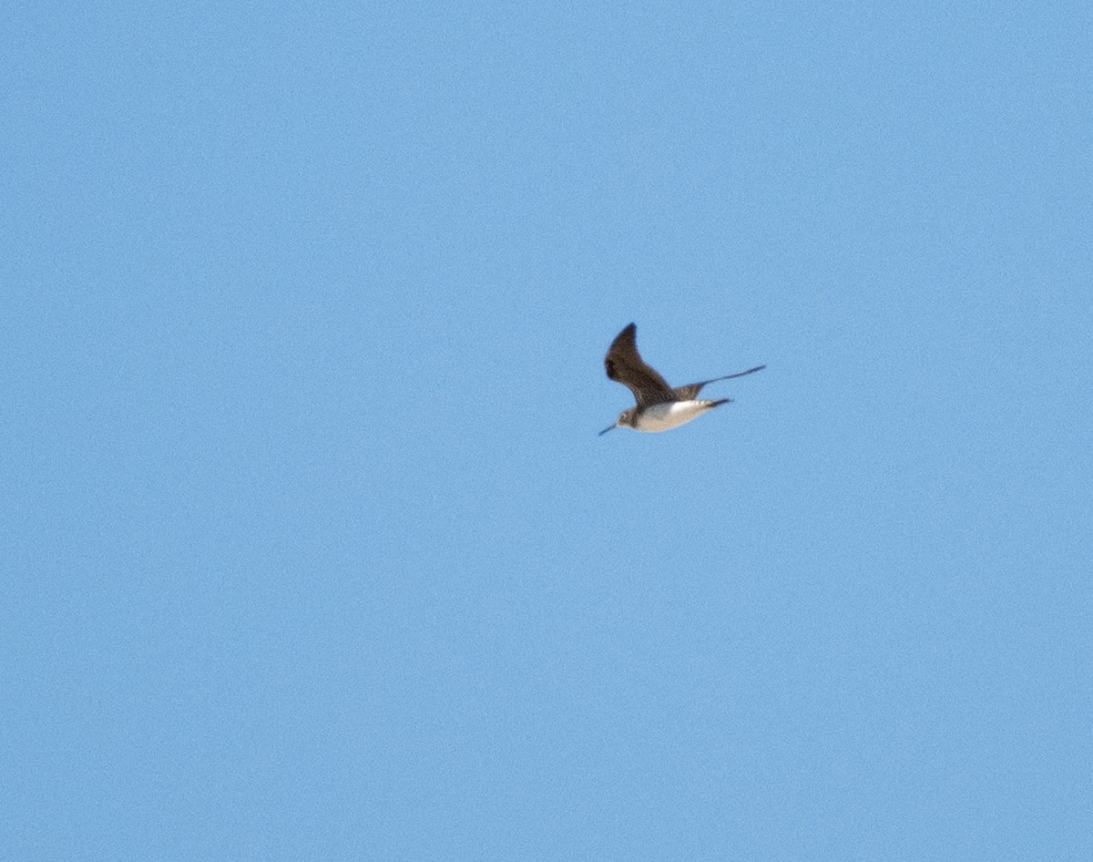 Solitary Sandpiper - ML605100621