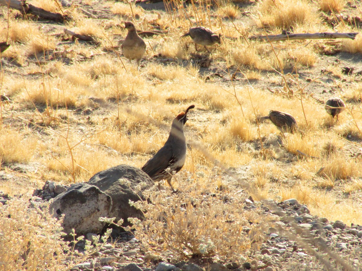 Gambel's Quail - Sean Christensen