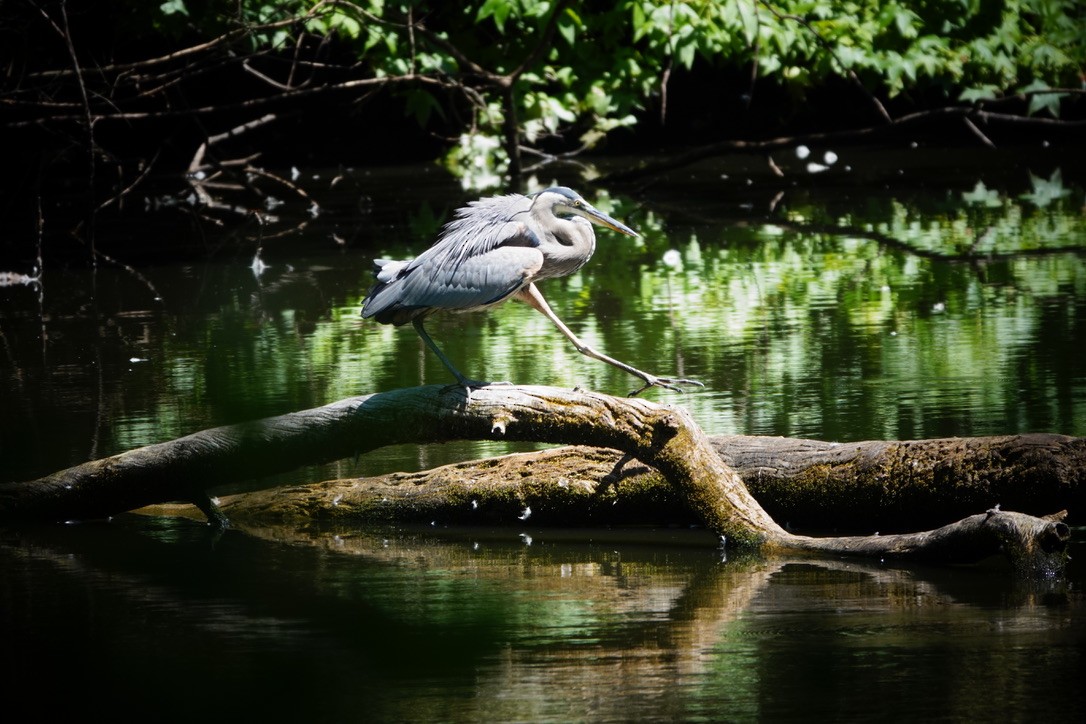 Great Blue Heron - ML605101211