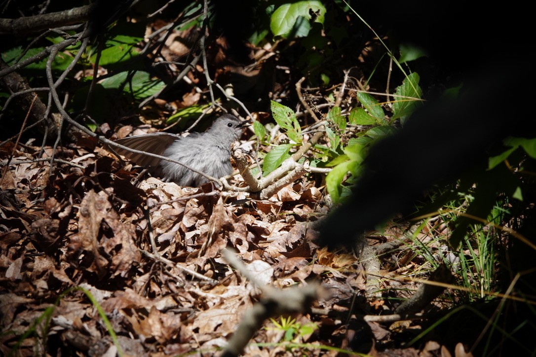 Pájaro Gato Gris - ML605101711